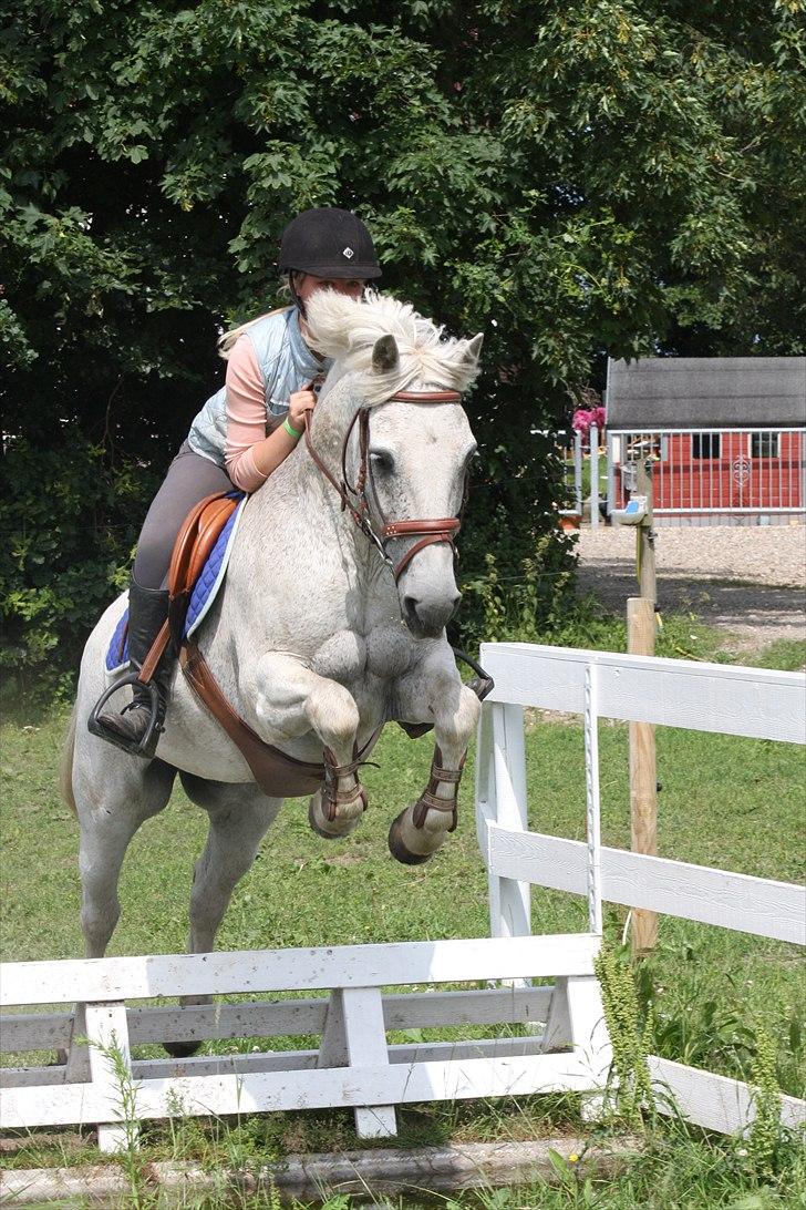 Anden særlig race BOBBY - Springtræning 2010 billede 10