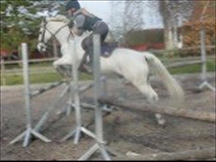 Anden særlig race BOBBY - Da jeg prøvede Bob - 2010 billede 11