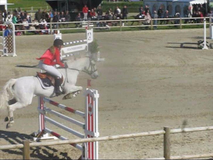 Anden særlig race BOBBY - Landsstævne Middelfart 2011 S* billede 14