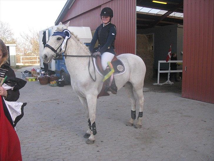 Anden særlig race BOBBY - Landsstævne Ågerupgård 2011 MB** 2.plads billede 15