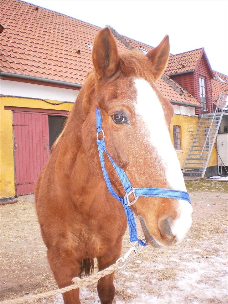 Anden særlig race Florina billede 2