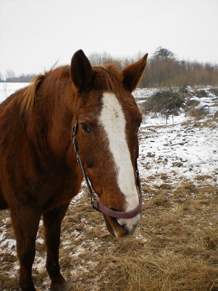 Anden særlig race Florina billede 8
