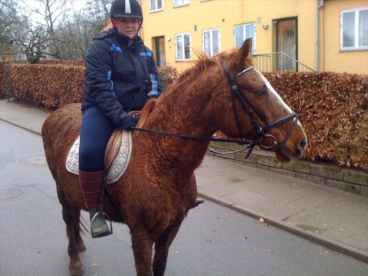 Anden særlig race Florina billede 9