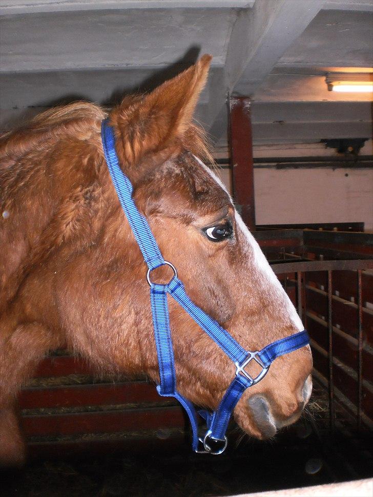 Anden særlig race Florina billede 12