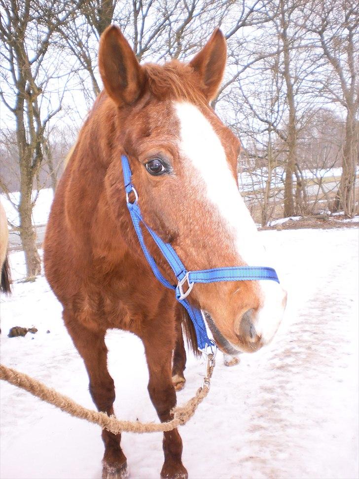Anden særlig race Florina billede 13