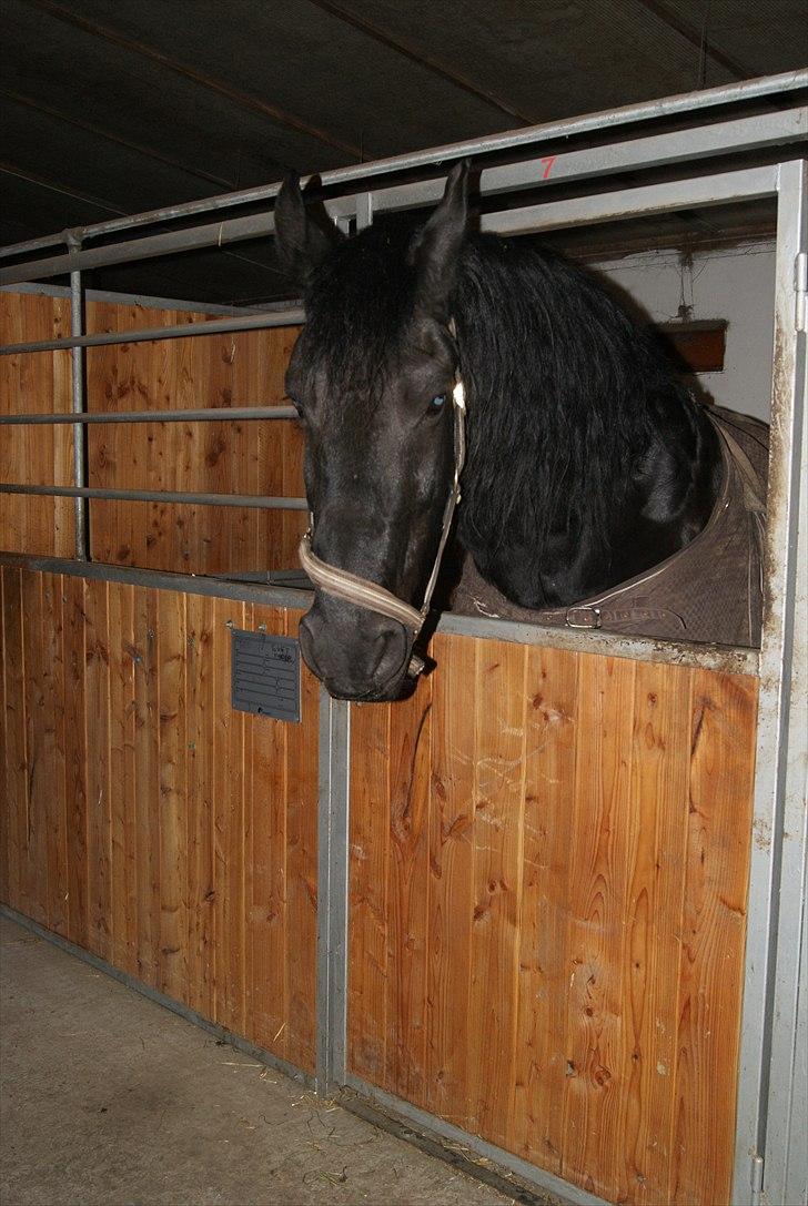 Frieser Gerko SOLGT - Nuurh den bette dreng er træt i:  billede 12
