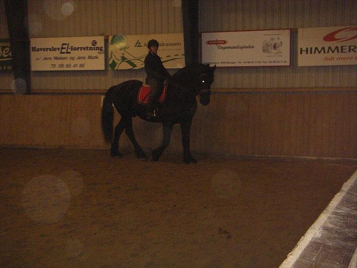 Frieser Gerko SOLGT - lidt dressur :)  billede 13
