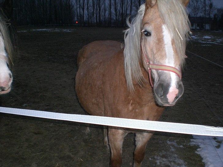 Haflinger Frederikke - Frederikke i fol billede 10
