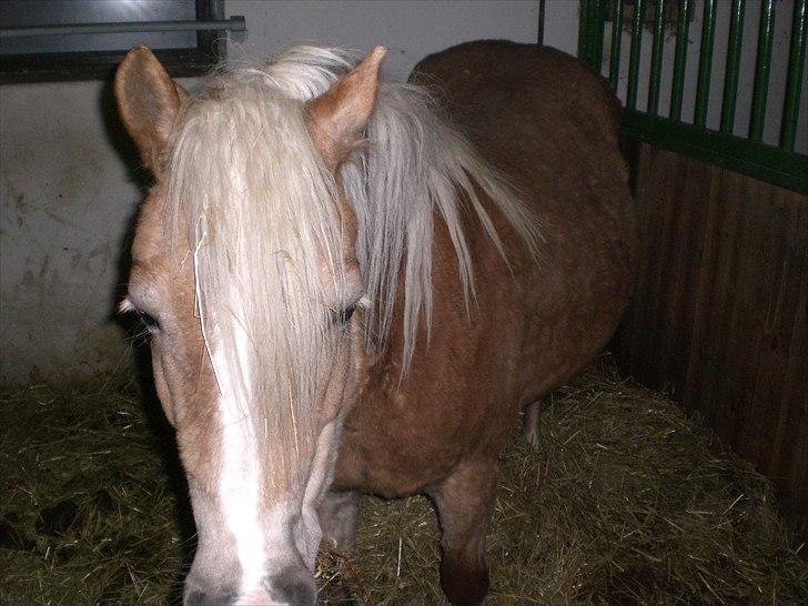 Haflinger Frederikke - Frederikke i fol billede 11