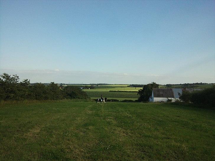 Anden særlig race Musse<33 solgt:'( *du vil altid være i mit hjerte* billede 8