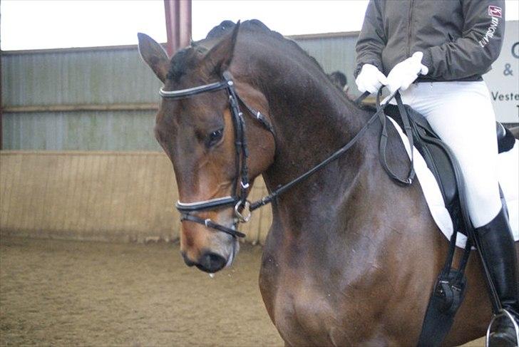 Holstener I Love You II - Flotte Alf. billede 3