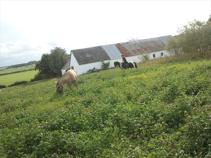 Anden særlig race Musse<33 solgt:'( *du vil altid være i mit hjerte* billede 9