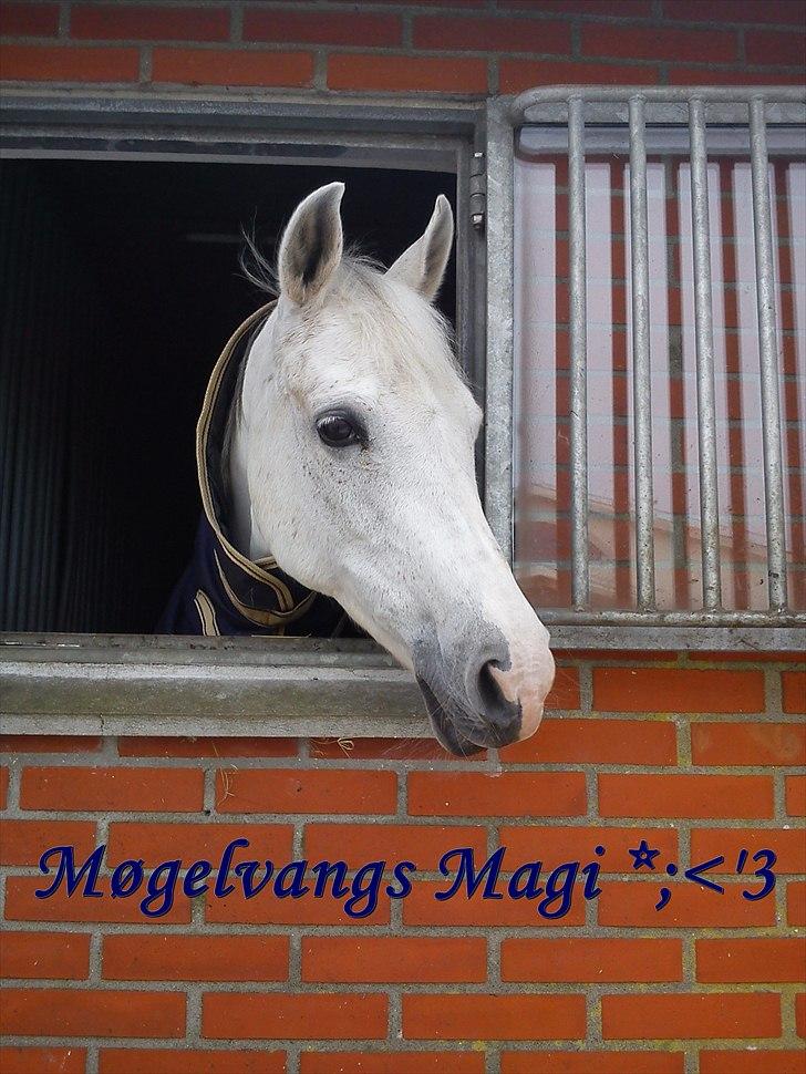 Anden særlig race (OX) Møgelvang's Magi!<3SOLGT!<3 - Magis smukke hovede! :´D billede 9