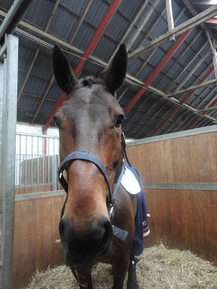 Holstener I Love You II - Hygge i stævneboksen inden vi skal i gang. billede 6