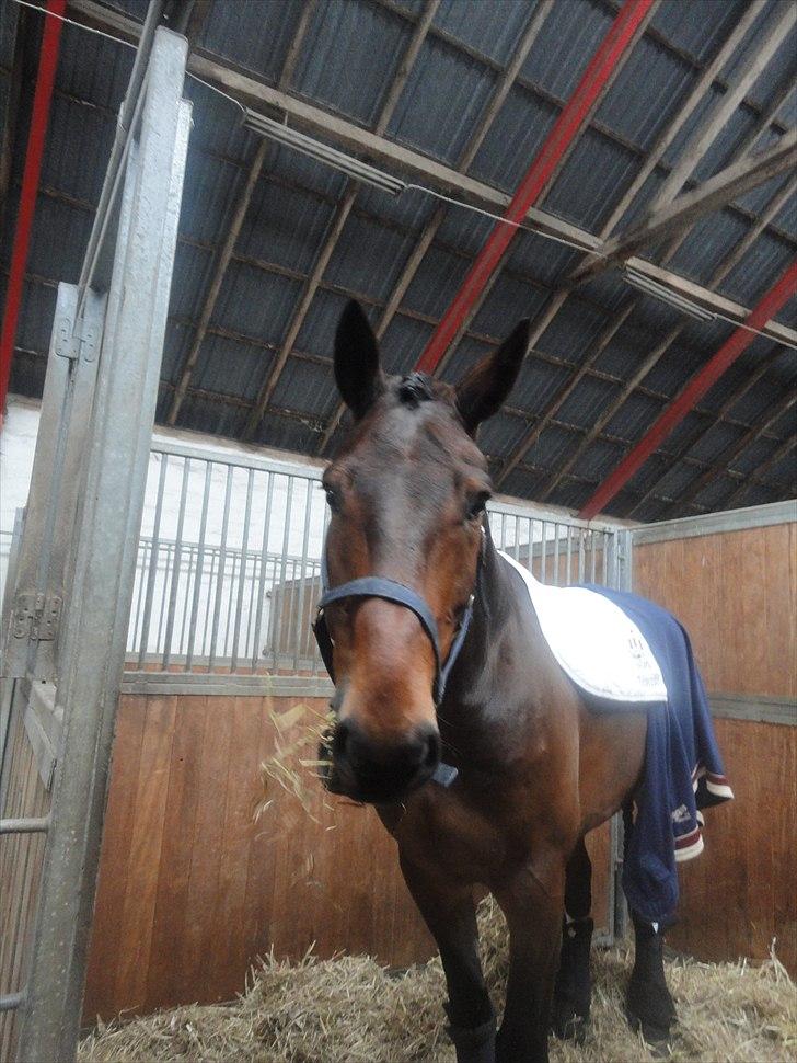 Holstener I Love You II - Alf får sig lige lidt hygge hø inden vi for alvor skal i gang med at sadle op. billede 7