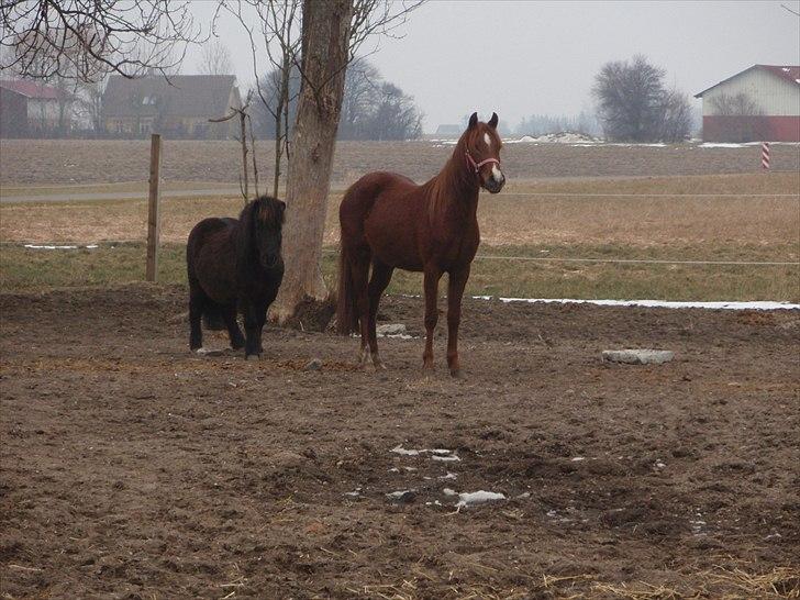 Palomino Golden Pegasus Cassiopeia - Her står smuksakken med sin nye ven Lille per :) billede 2