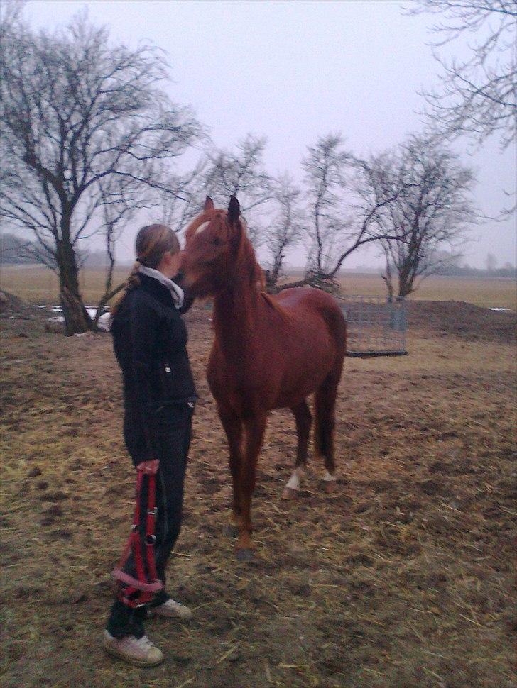 Palomino Golden Pegasus Cassiopeia - Min søster der står og snakker med Cassiopaia :) billede 3