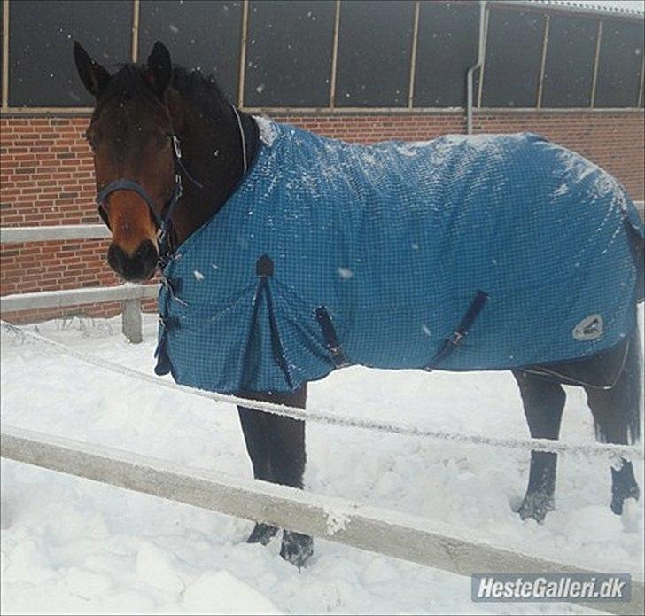 Holstener I Love You II billede 8