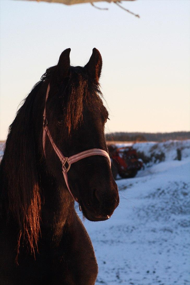 Frieser Tonja billede 9