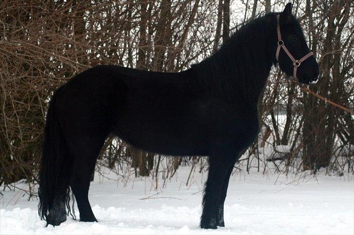 Frieser Tonja billede 10