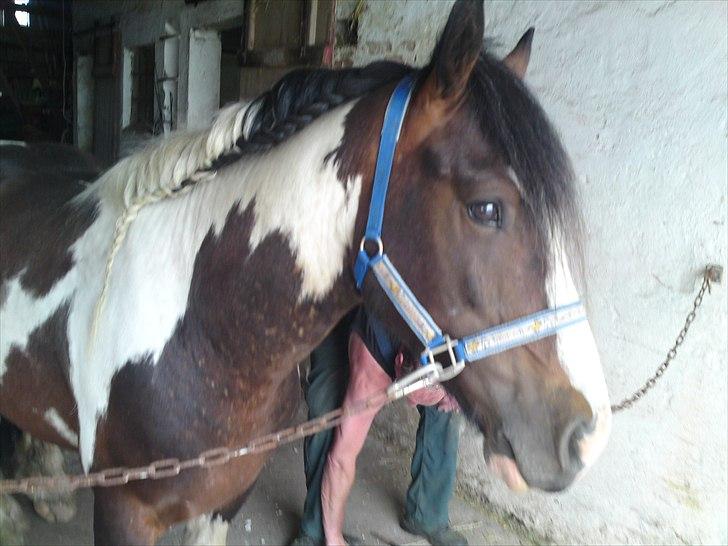 Tinker Anton *AVL`S HINGST* - 12 Juli 2010 billede 17