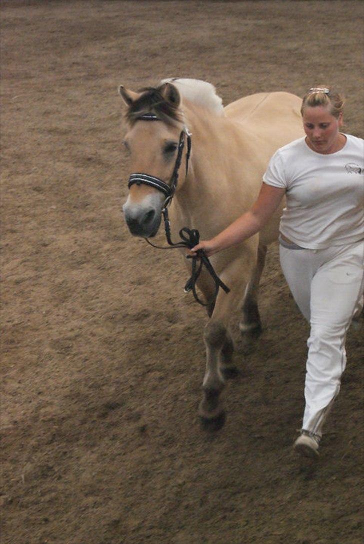 Fjordhest STINE BØGEVANG billede 17