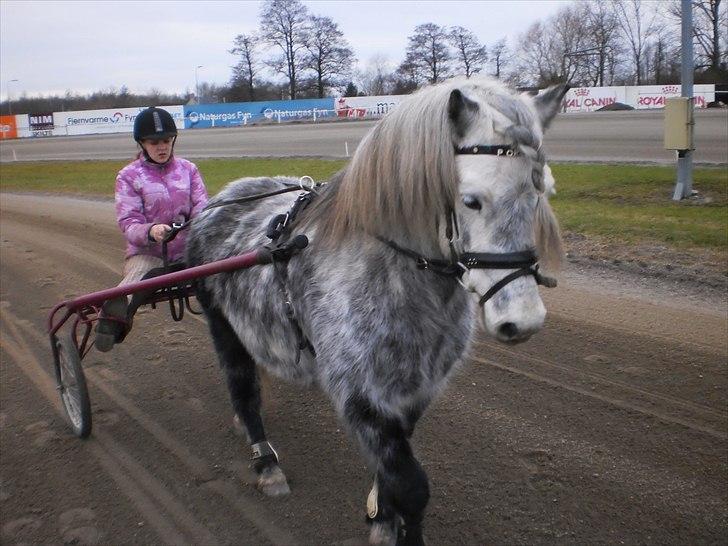 Welsh Pony (sec B) Nappemarkens Porsche - Den lækre og mig, jeg konsentrere mig om at rette linerne.. :D billede 16