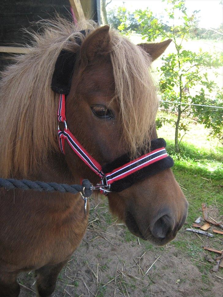 Anden særlig race BASSE #PART# - Skønne Basse :O) billede 8