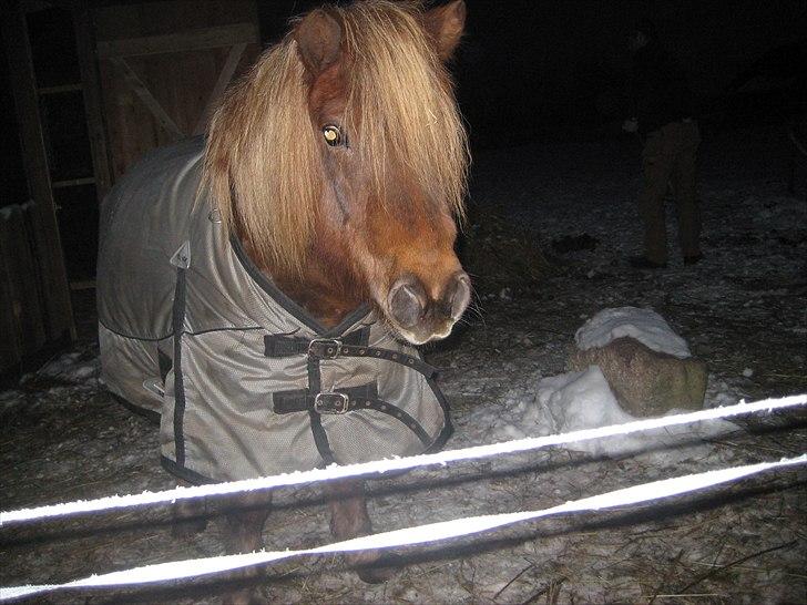 Anden særlig race BASSE #PART# billede 9