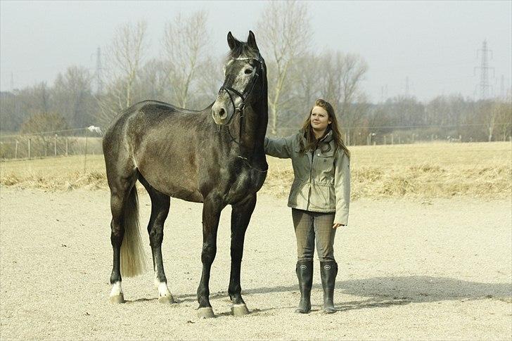 Hollandsk Varmblod Wodan 'Grumse' billede 10