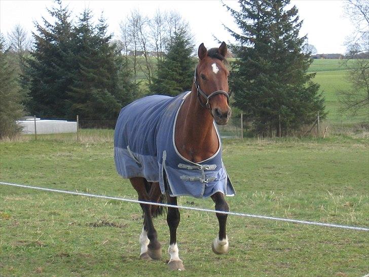 Holstener Caleth Igenmoes - Calle i trav på folden billede 1