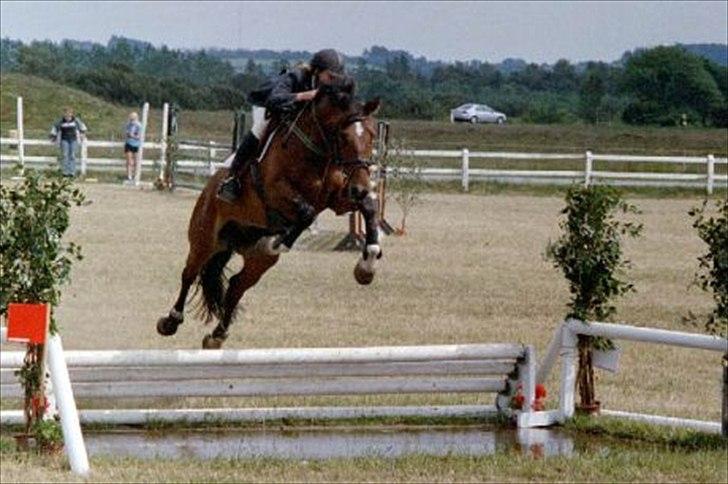 Holstener Caleth Igenmoes - Til stævne i Skive billede 3