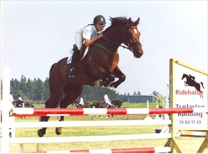 Holstener Caleth Igenmoes - Billund billede 4