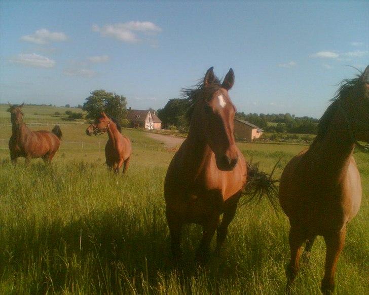 Holstener Caleth Igenmoes - Calle i midten. En helikopter landede på marken ved siden af, og det synes de alle var meget spændende og farligt! billede 5