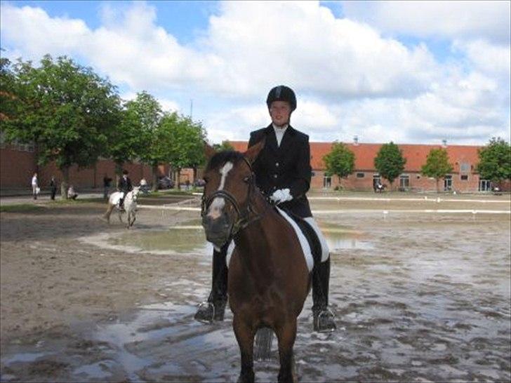 Dansk Varmblod Nordahl's Mille billede 1