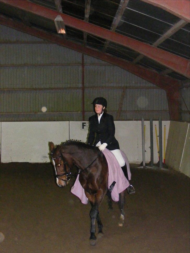 Dansk Varmblod Nordahl's Mille billede 2