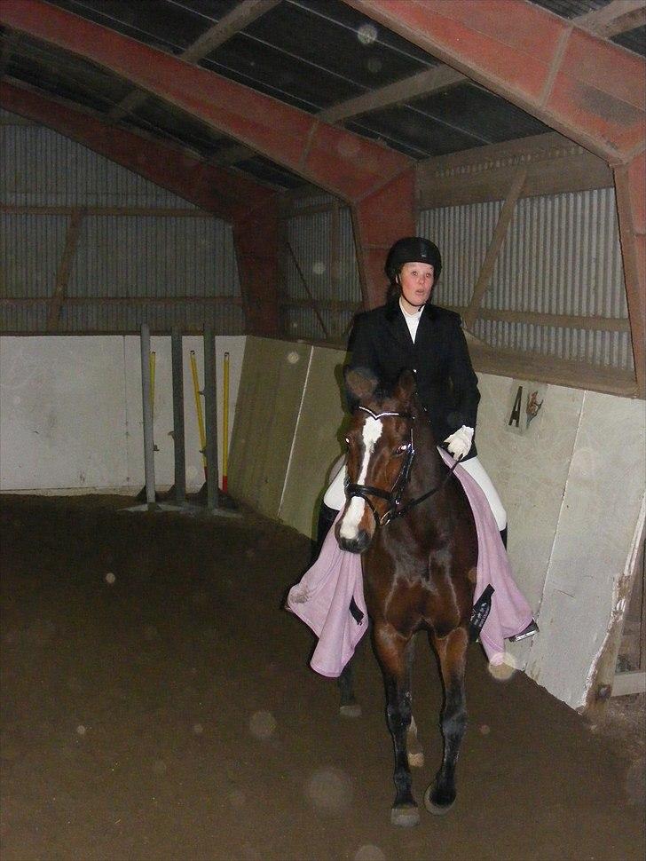 Dansk Varmblod Nordahl's Mille billede 3