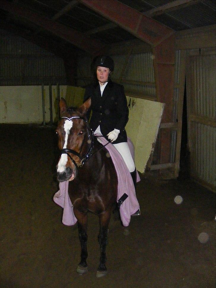 Dansk Varmblod Nordahl's Mille billede 4