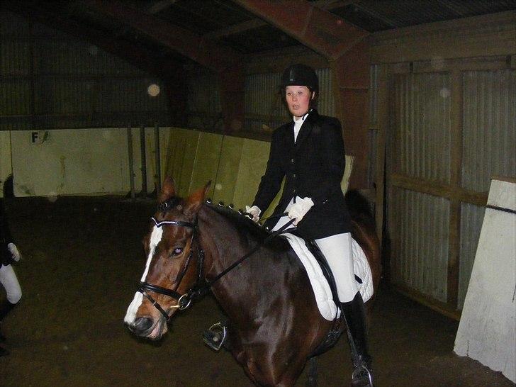 Dansk Varmblod Nordahl's Mille billede 5