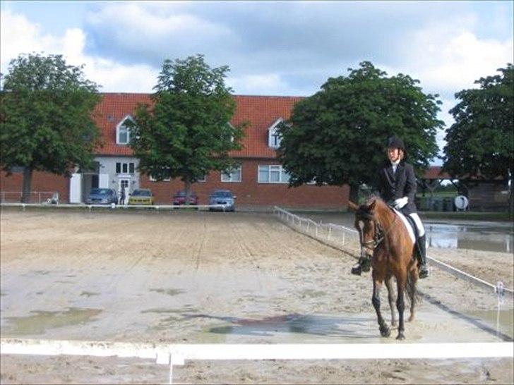 Dansk Varmblod Nordahl's Mille billede 6