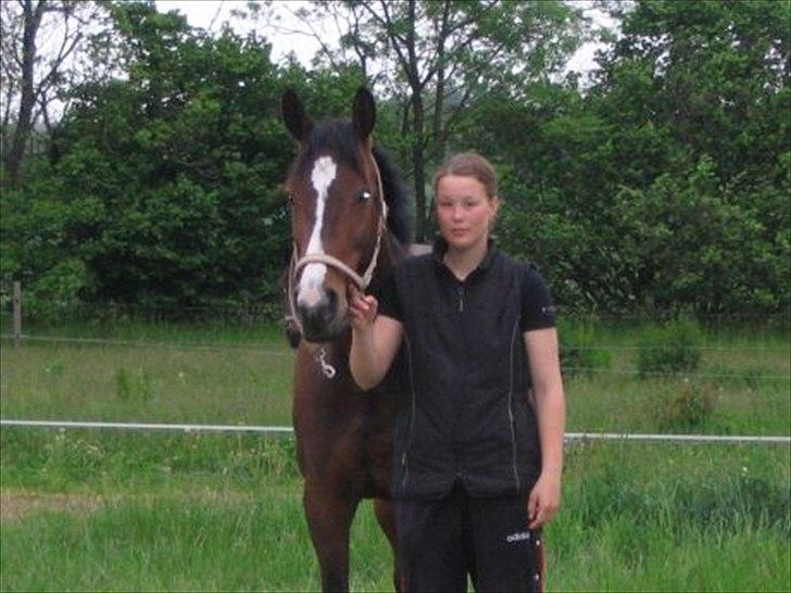 Dansk Varmblod Nordahl's Mille billede 7