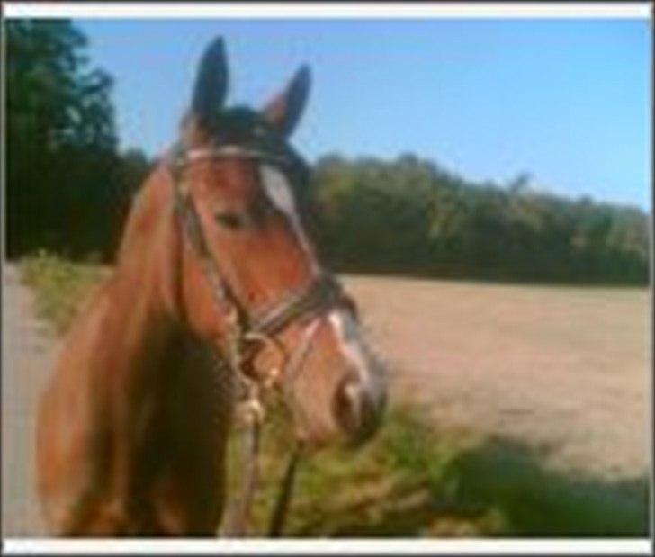 Dansk Varmblod Nordahl's Mille billede 8