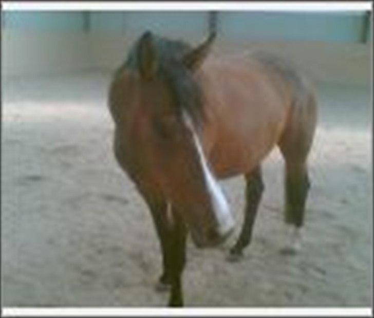 Dansk Varmblod Nordahl's Mille billede 9