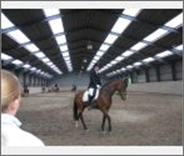 Dansk Varmblod Nordahl's Mille billede 10