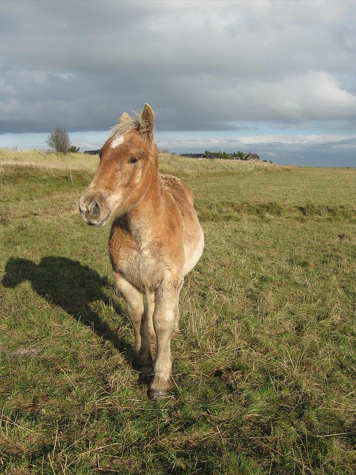 Jyde Asmus R.I.P billede 1