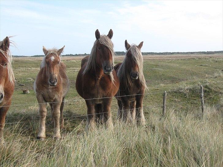 Jyde Asmus R.I.P billede 5