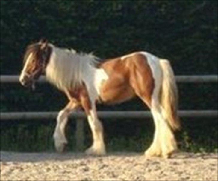 Irish Cob "Caramellas" Fairytale billede 20