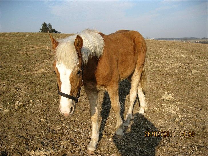 Haflinger Anton Stenbek billede 3