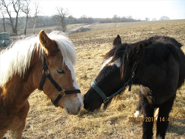 Haflinger Anton Stenbek billede 5