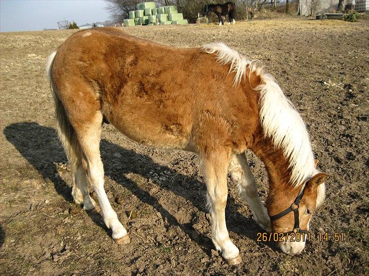 Haflinger Anton Stenbek billede 6